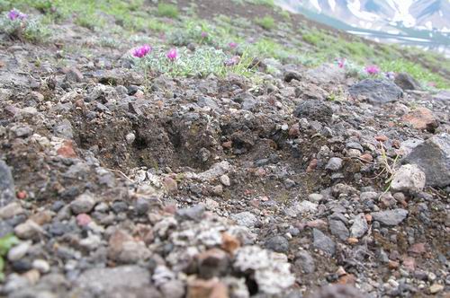 Bear Track