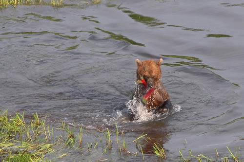 Bear Nerka