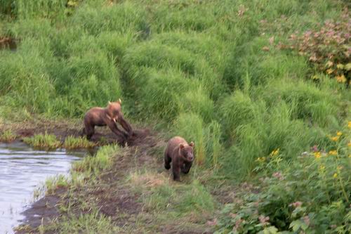 Bear Cubs