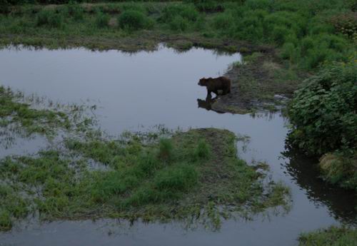 Bear Shadow