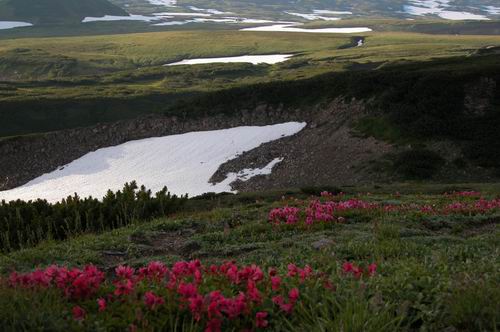 Blossom Snowfield