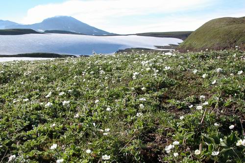 Blossom Snowfield