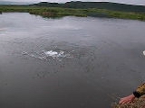 Fishing Nerka